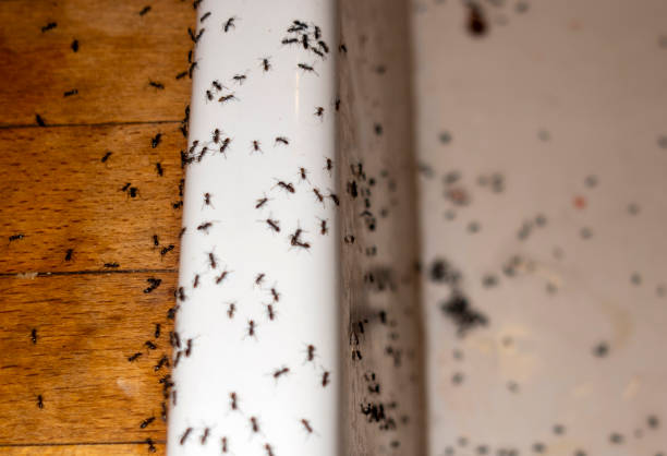 Best Commercial Pest Control Services  in Darien, IL